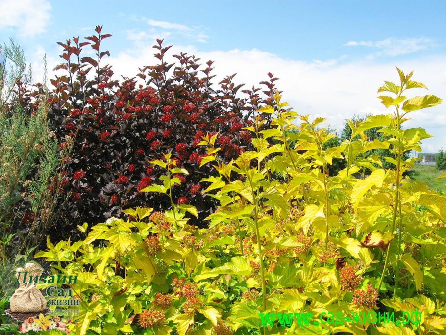 Пузыреплодник калинолистный диабло