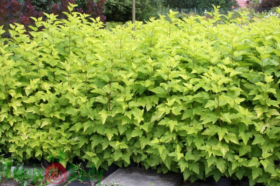 Пузыреплодник luteus