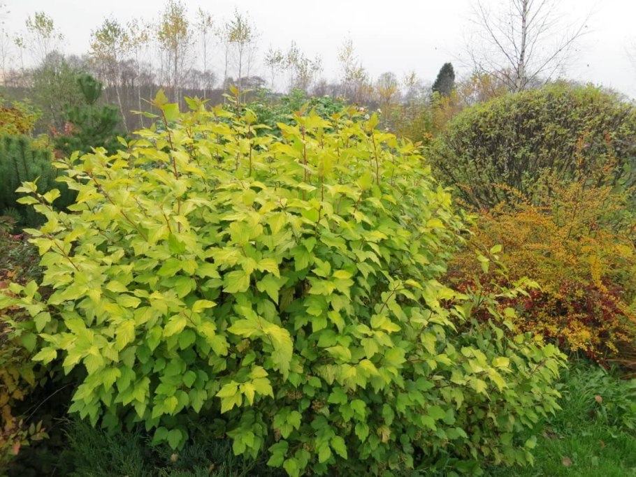 Пузыреплодник калинолистный Лютеус