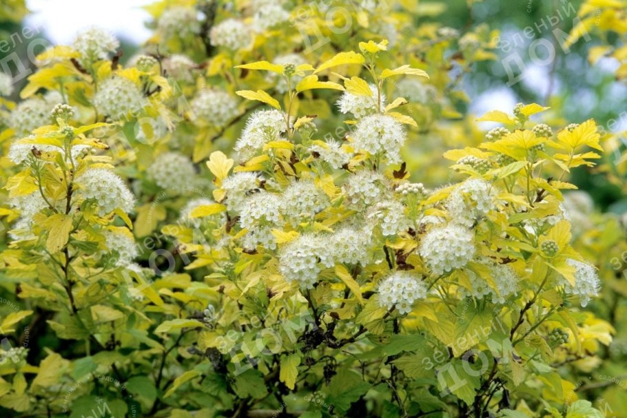 Пузыреплодник калинолистный дартс Голд