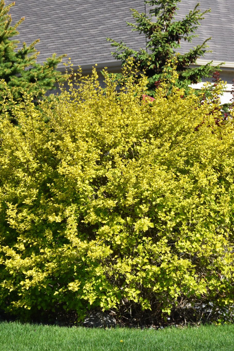 Пузыреплодник дартс Голд