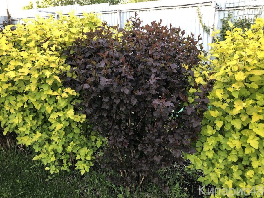 Пузыреплодник калинолистный Матеус