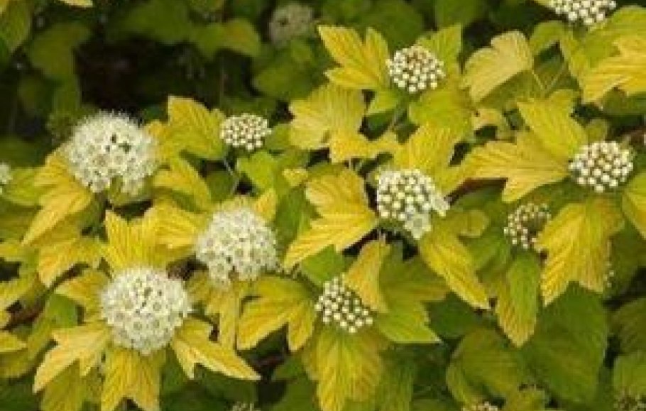 Пузыреплодник Голден дартс