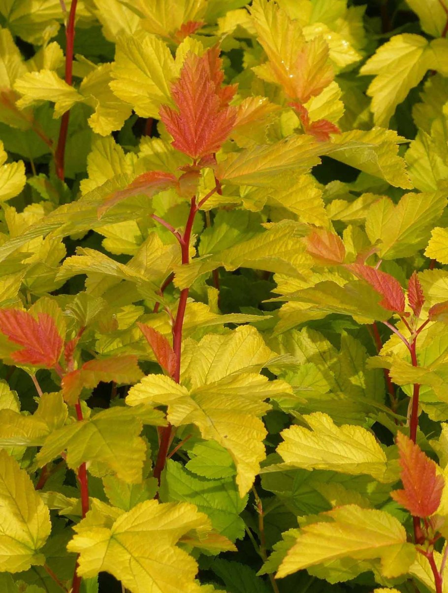 Пузыреплодник Энджел Голд