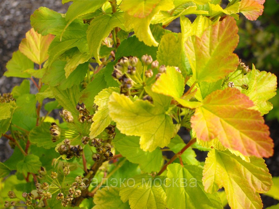 Пузыреплодник Ауреа