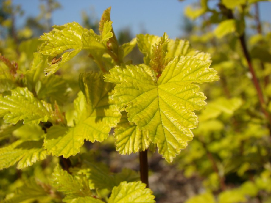 Дёрен белый Aurea