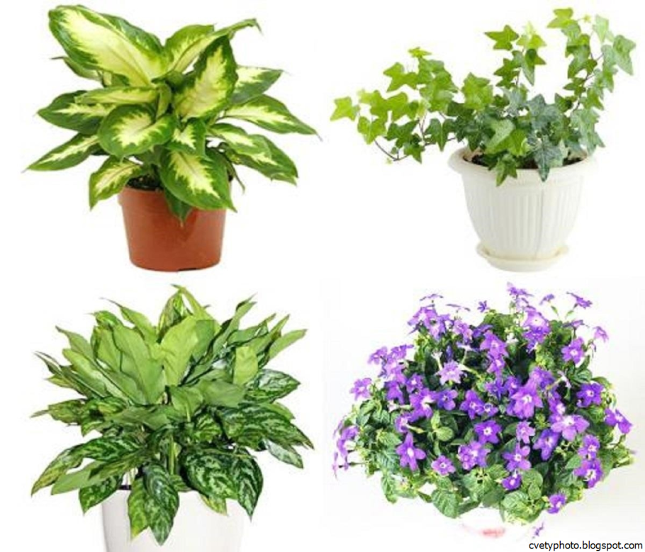 Эфимбафия цветок