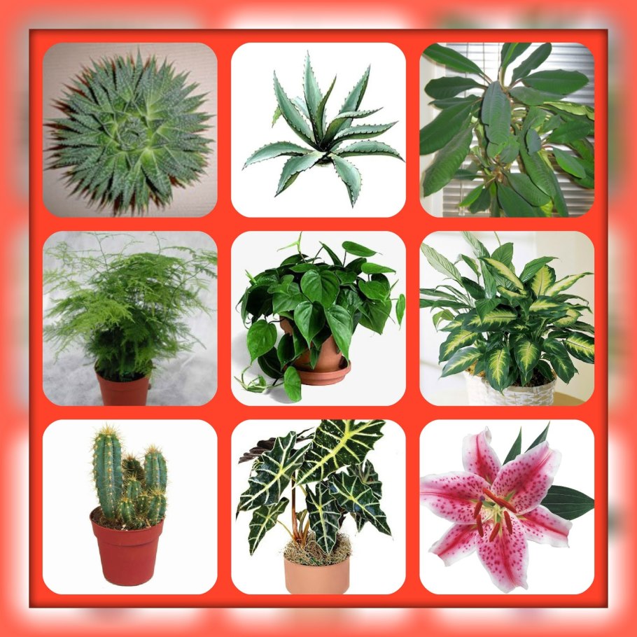 Неядовитые комнатные растения