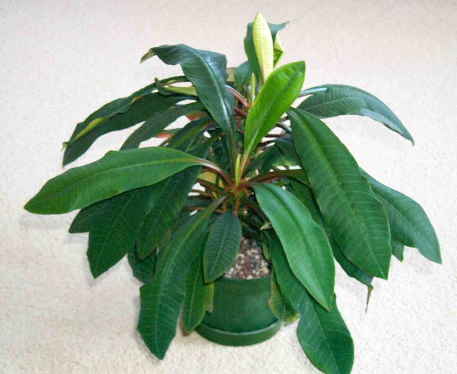 Фикус молочай