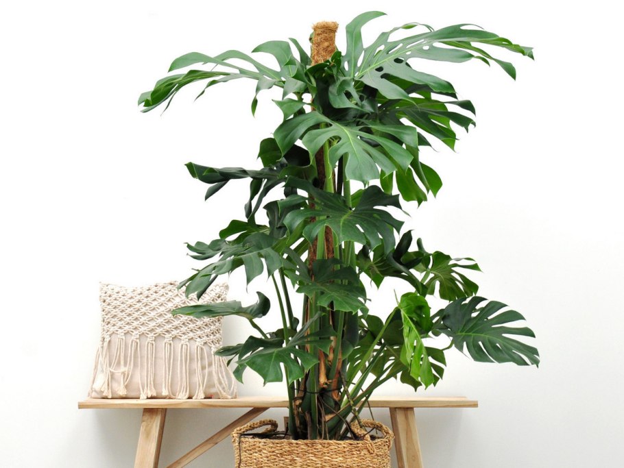 Диффенбахия и Азалия