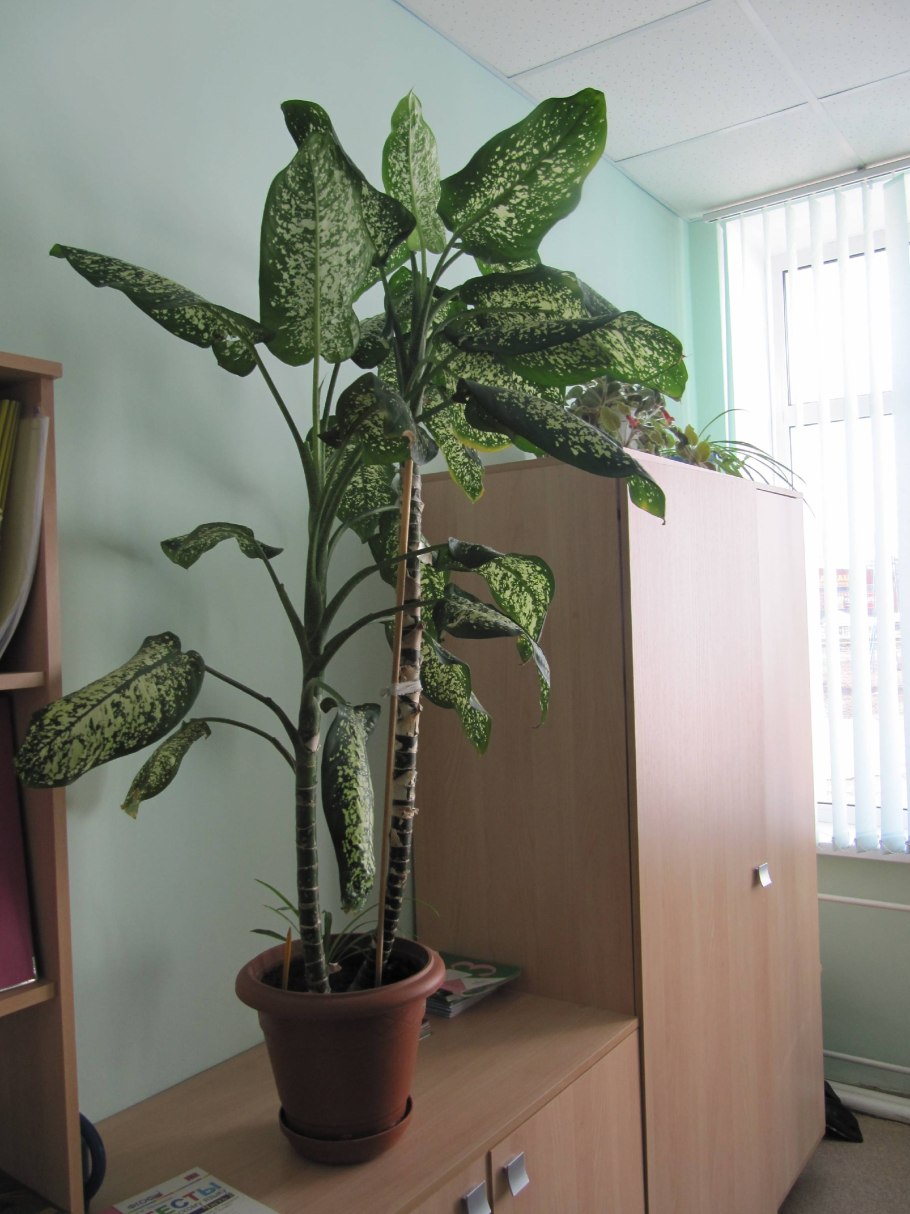 Ядовитый цветок домашний