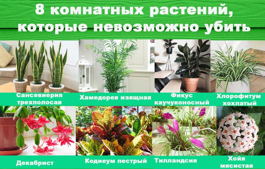 Ядовитые комнатные растения