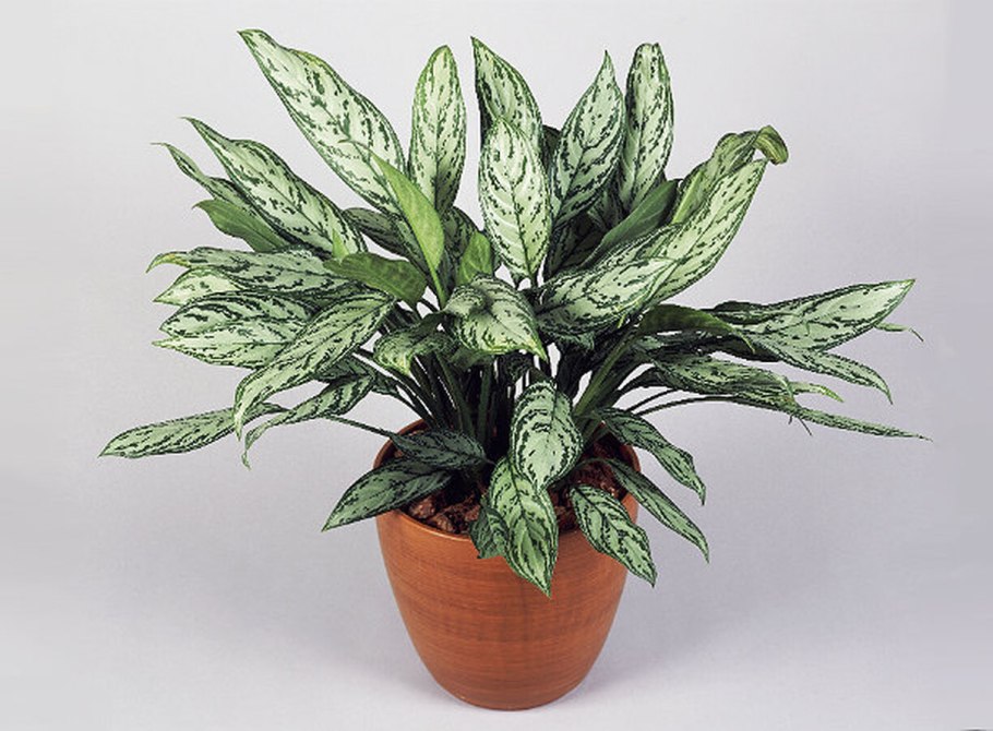 Аглаонема коммутатум