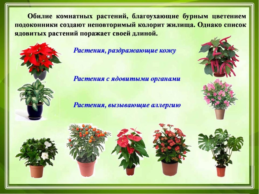 Комнатные растения