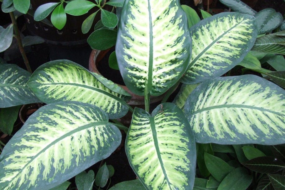 Диффенбахия Баузе