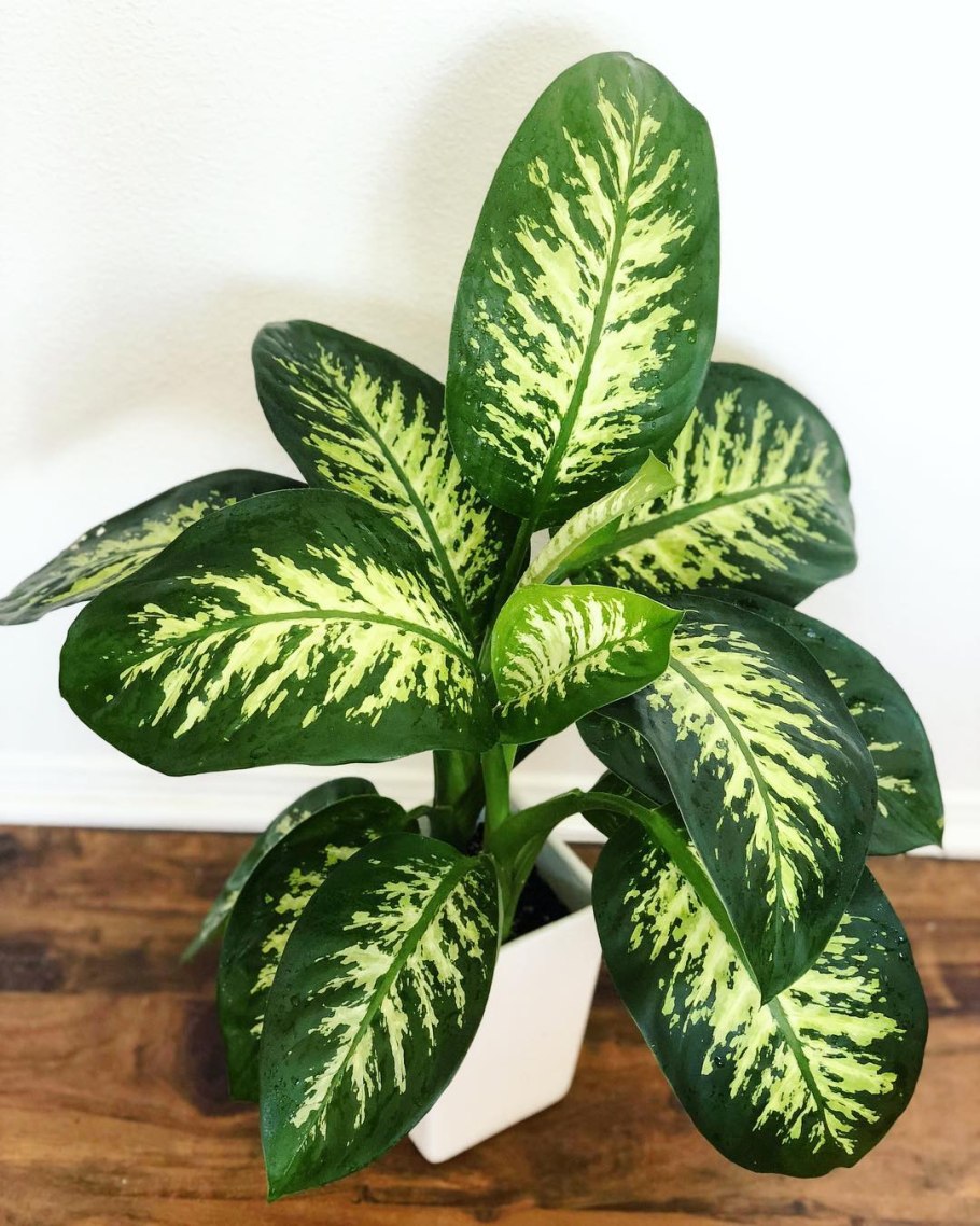 Спатифиллум, монстера, молочай.