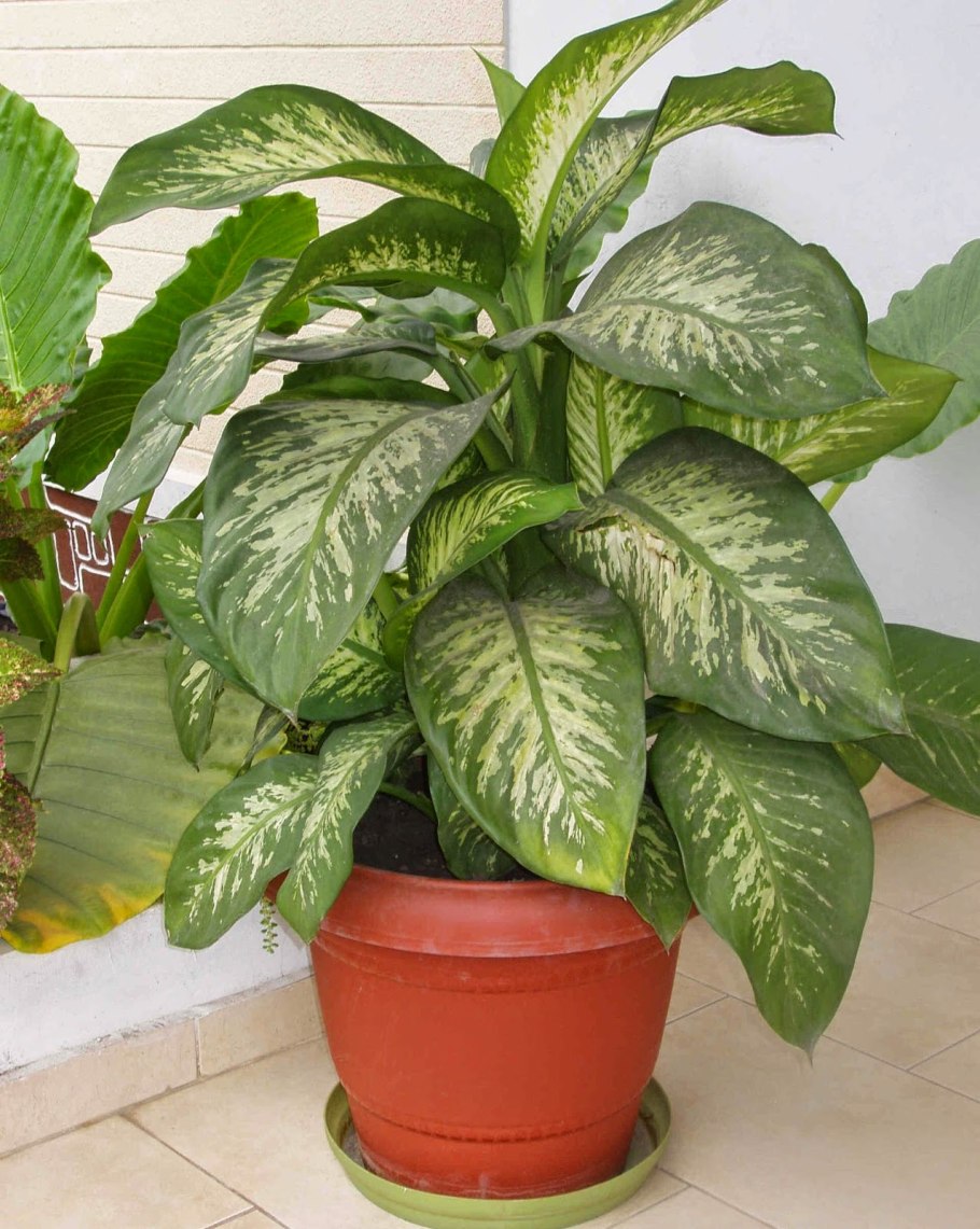 Диффенбахия Санг Чандра