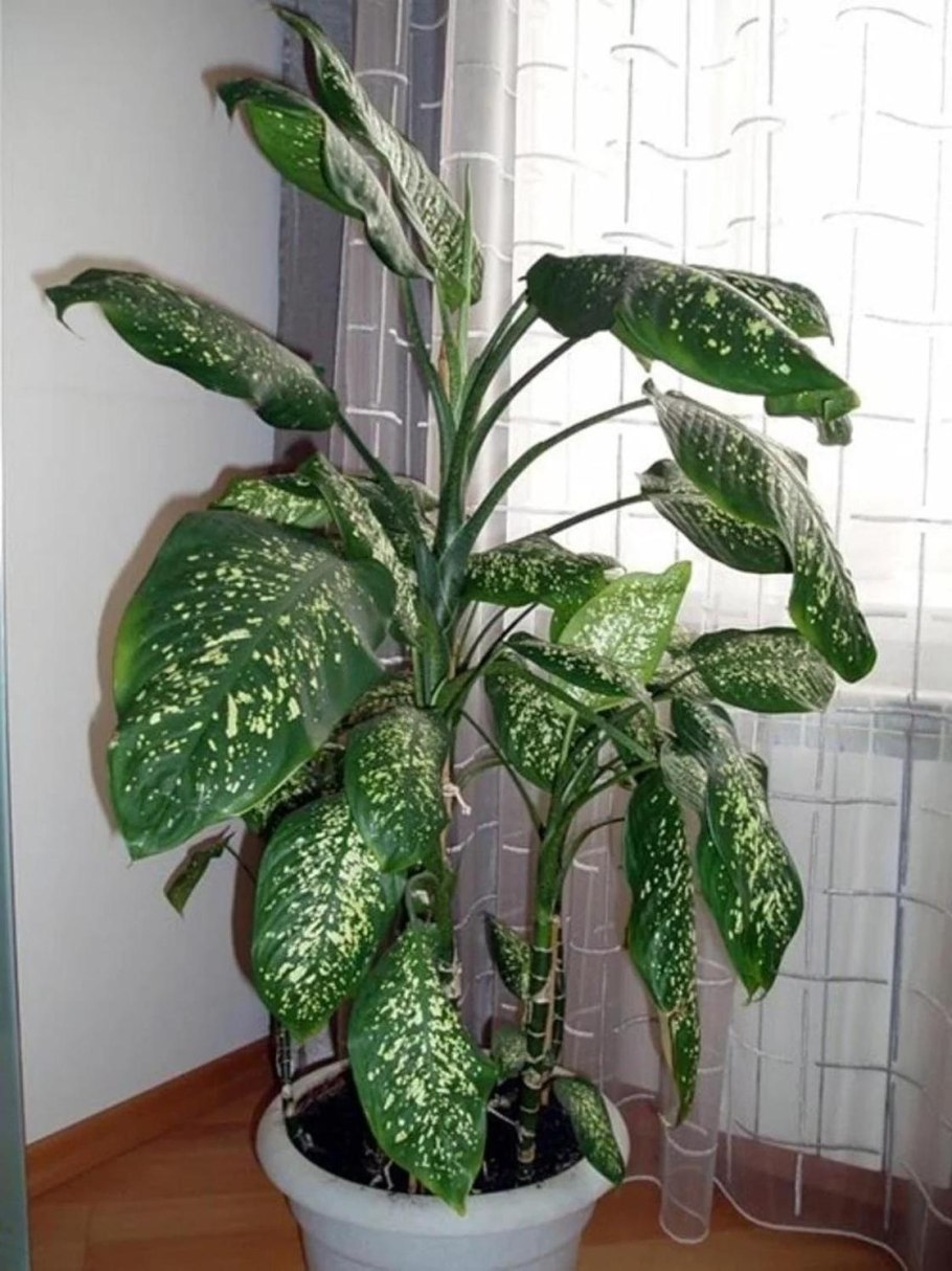 Фикус Диффенбахия