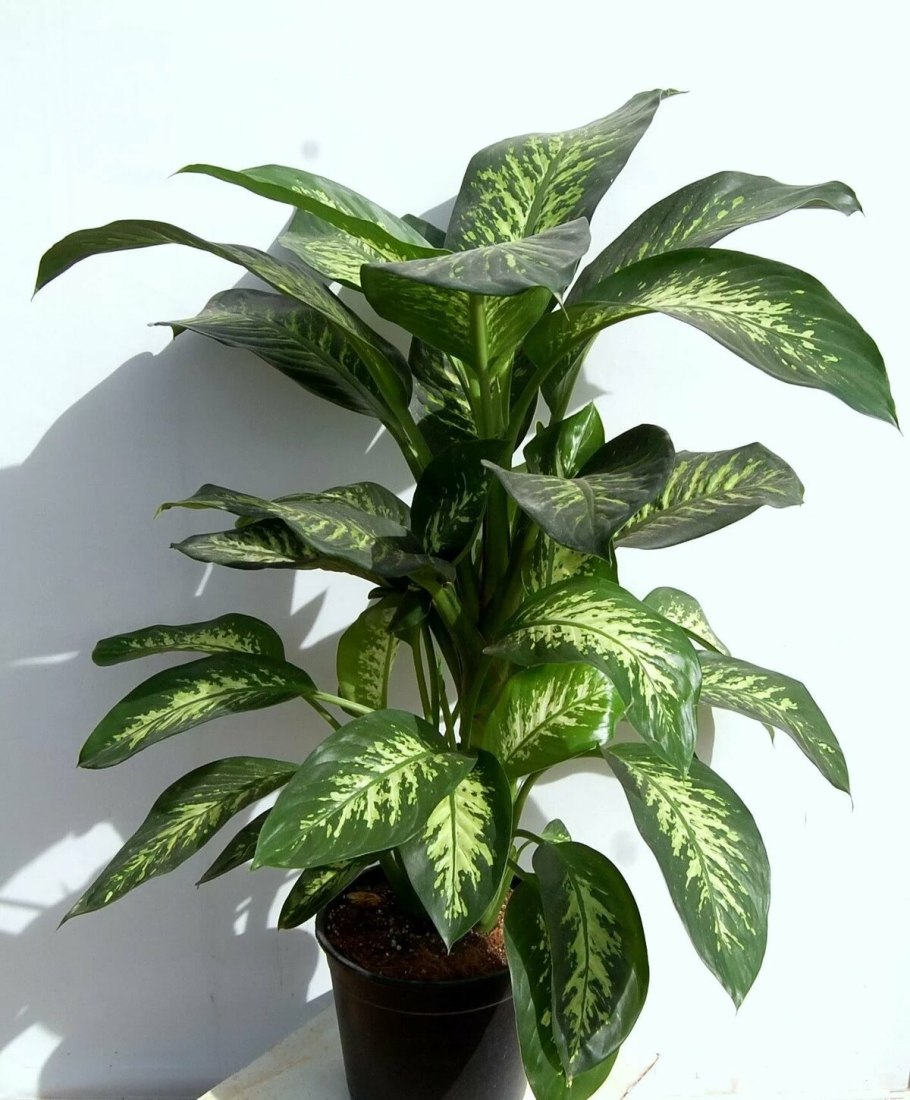 Диффенбахия Тропик Сноу