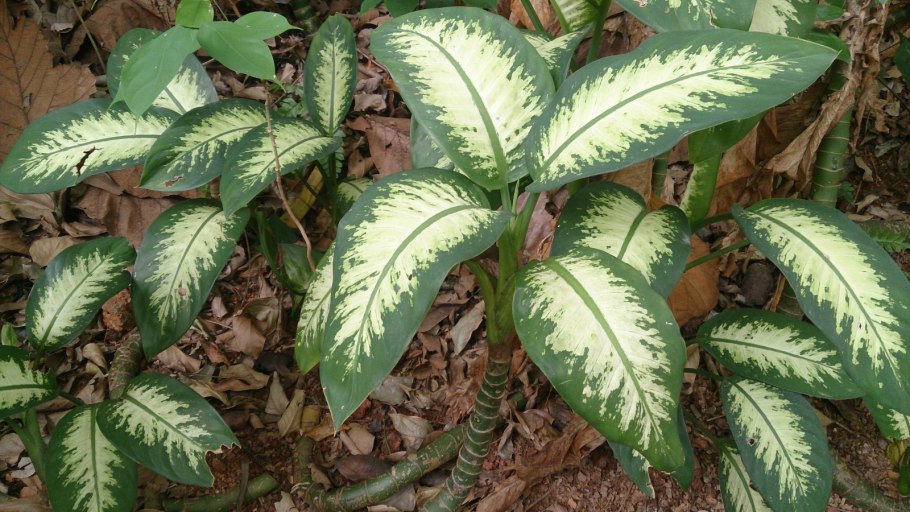 Отравление цветком Диффенбахия