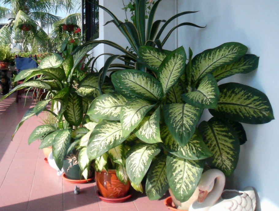 Диффенбахия крупнолистная