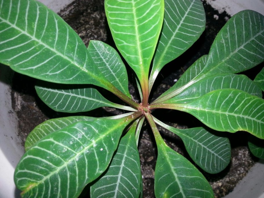 Молочай каучуконосный