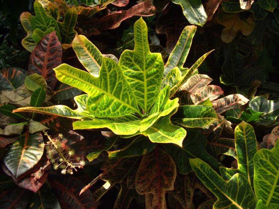 Codiaeum variegatum Кодиеум пестрый