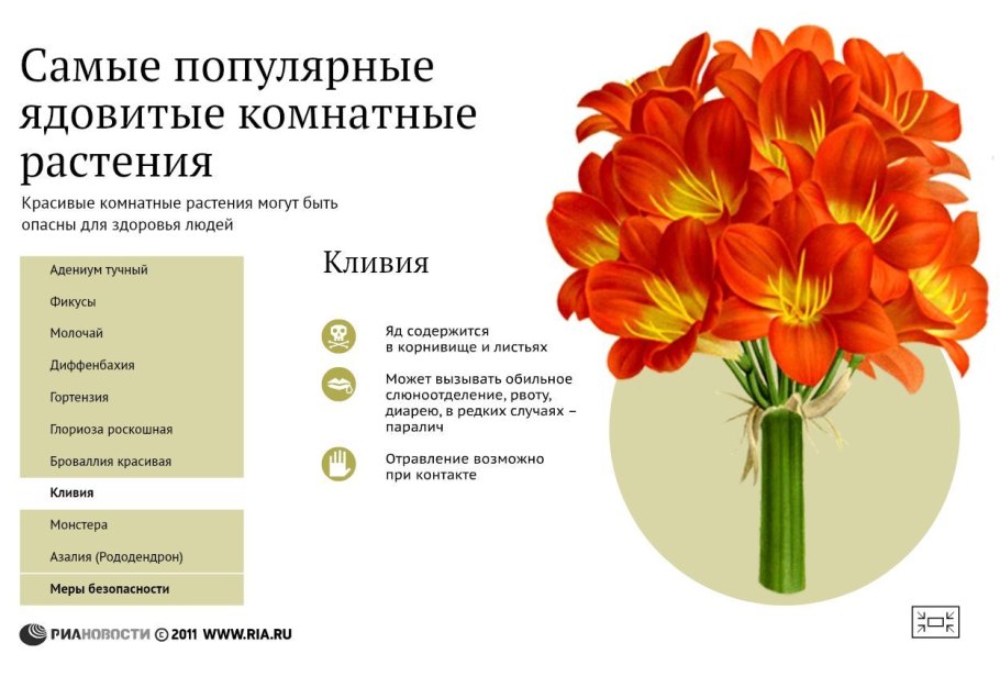 Опасные цветы для человека