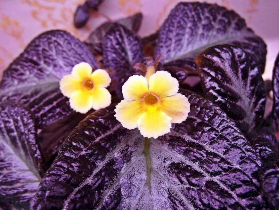 Эписция Валенсия