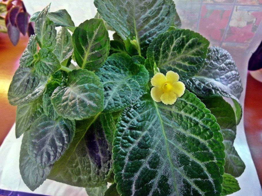 Эписция Еллоу