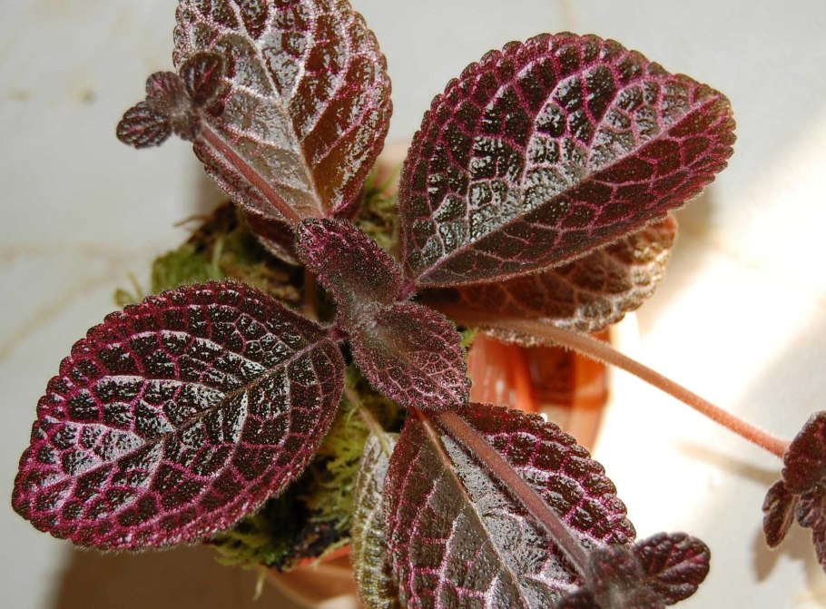 Эписция Медно-красная