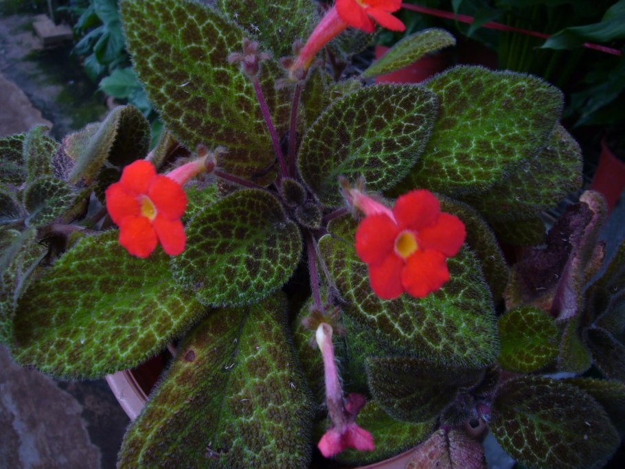 Голден эмберс эписция