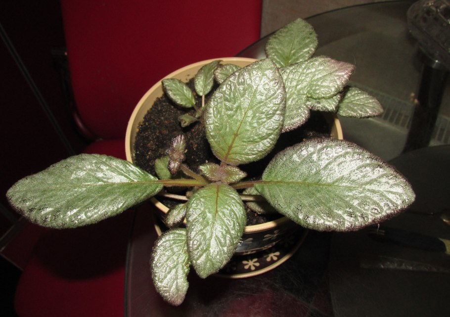 Эписция куприата