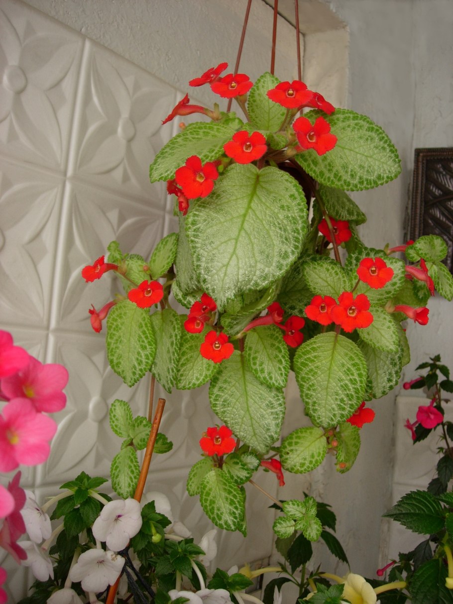 Эписция серебряное сияние