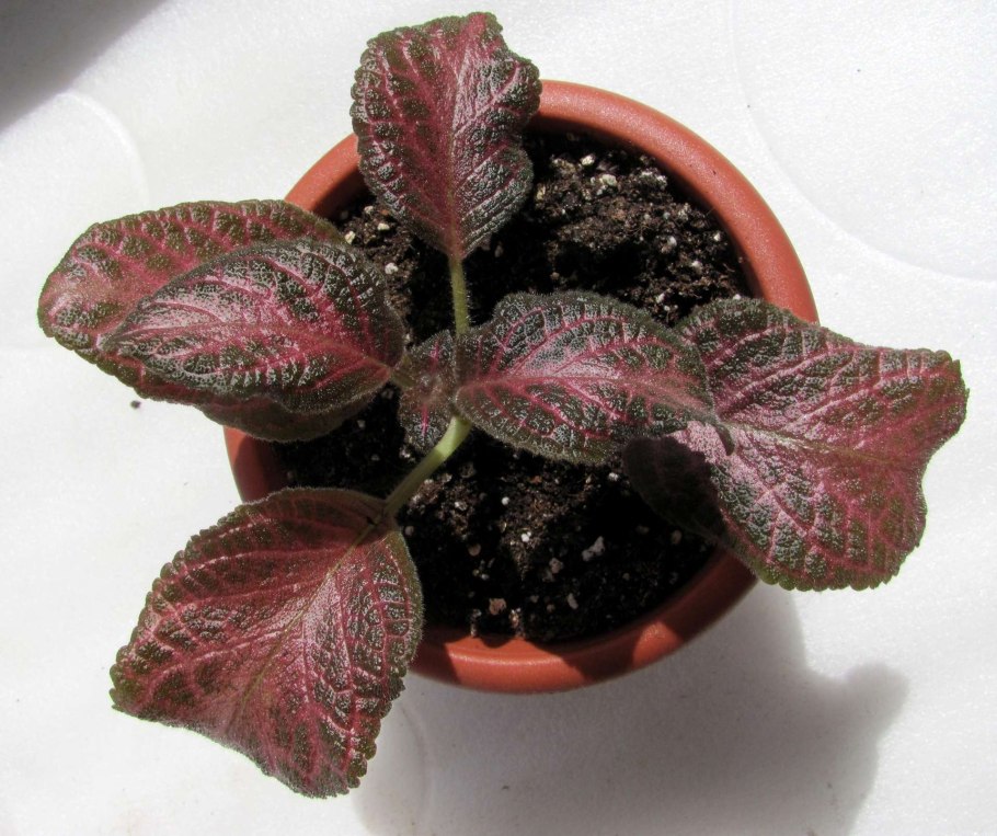 Эписция волосы Вероники