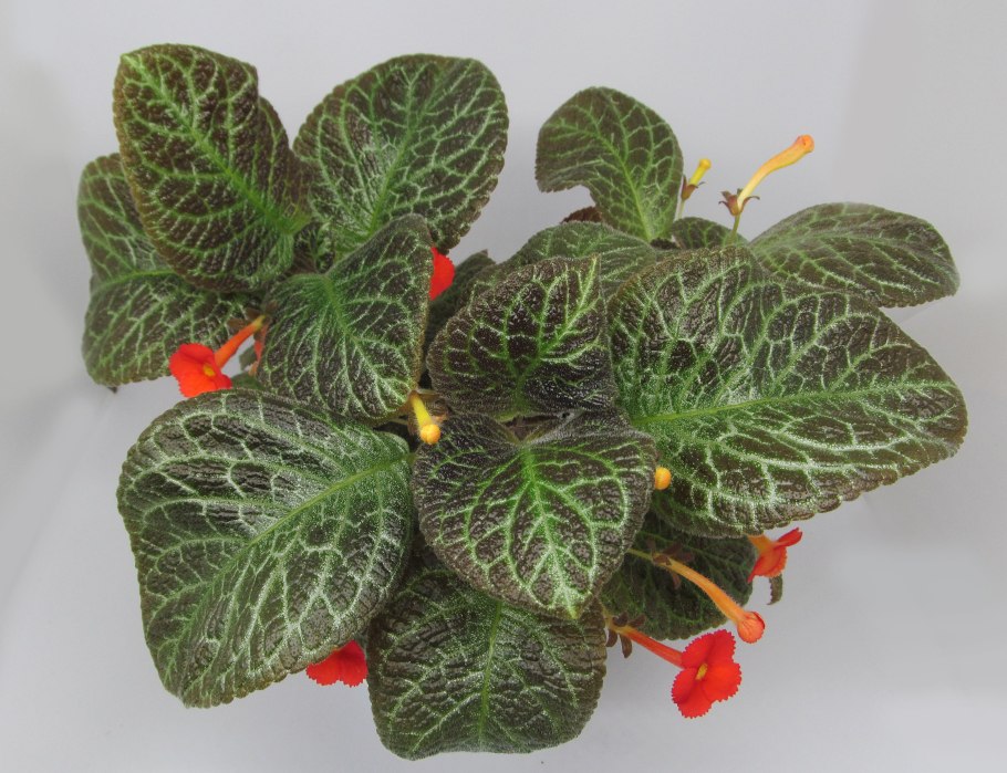 Эписция Валенсия