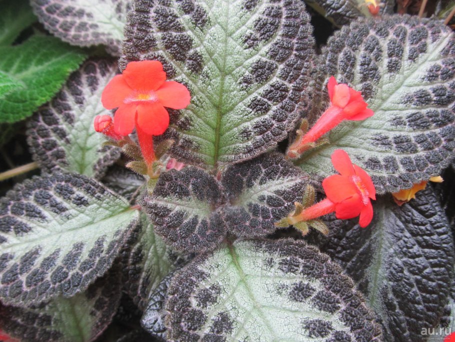 Эписция серебряное сияние