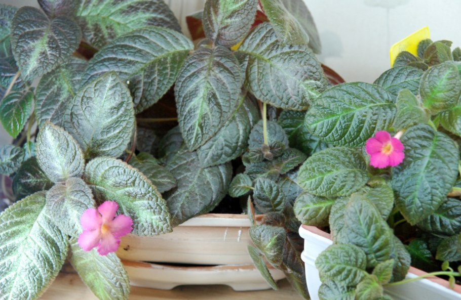 Эписция Лесная красавица