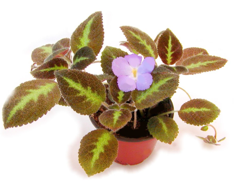 Эписция сиреневая