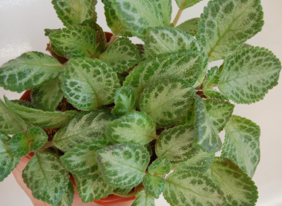 Эписция Жаде