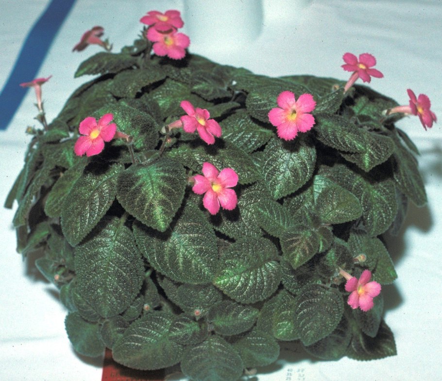 Эписция Pink Panther