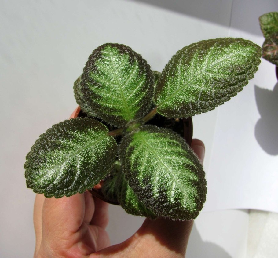 Эписция ползучая