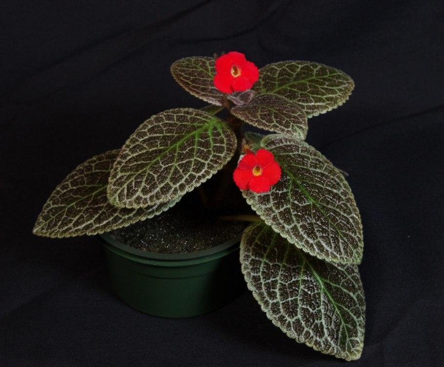 Эписция Blackfoot