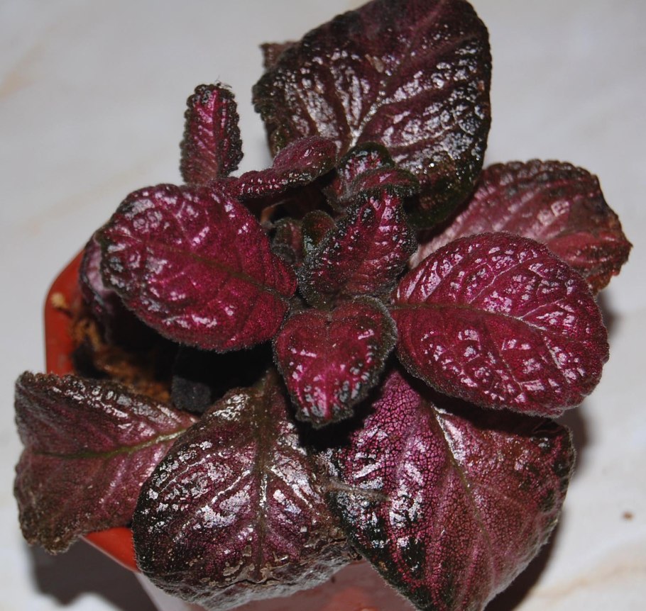 ТМ черный дракон эписция