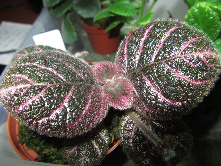 Эписция серебряное сияние