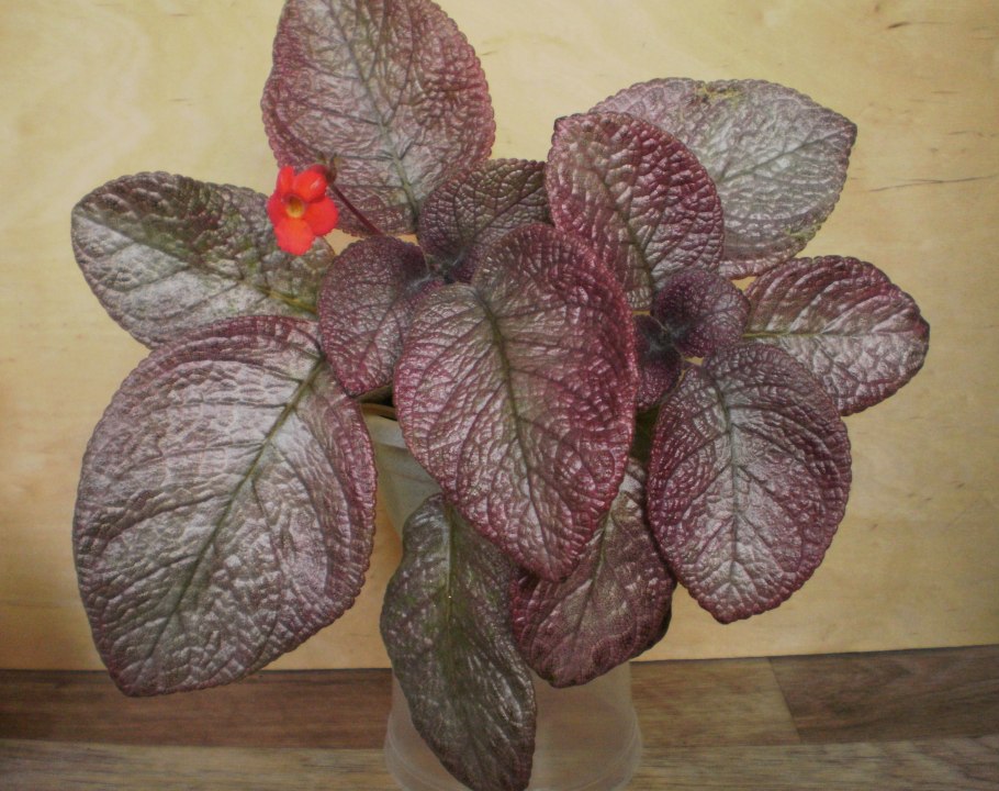 Эписция v Онеженка