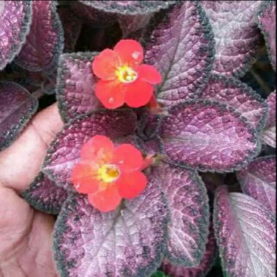 Эписция Клеопатра