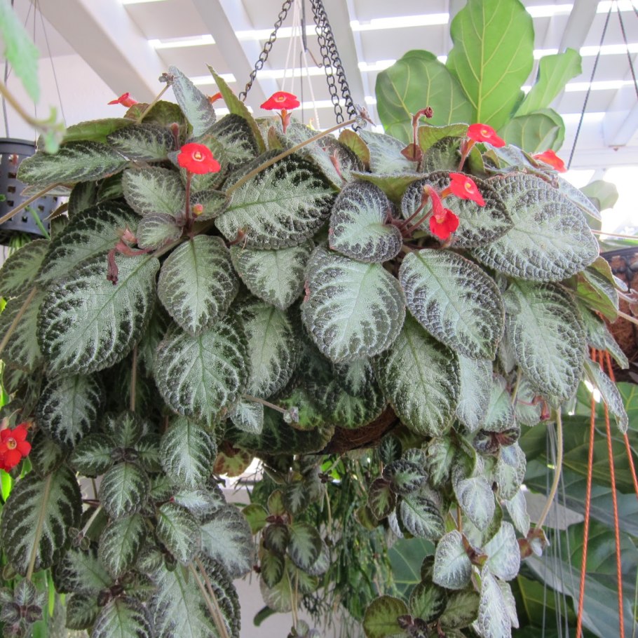 Эписция красная