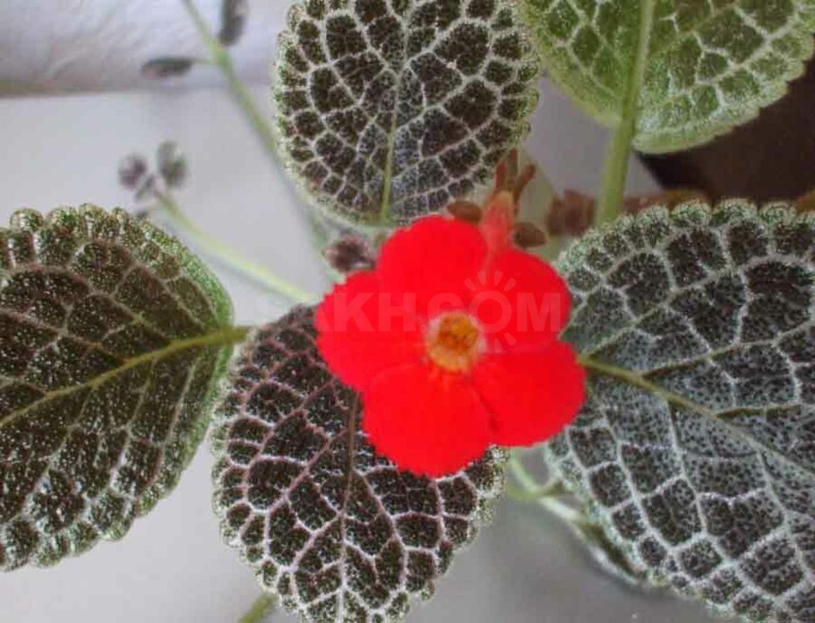 Эписция ампельная красная шапочка