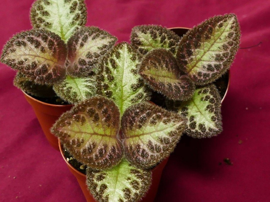 Эписция Picasso Pink